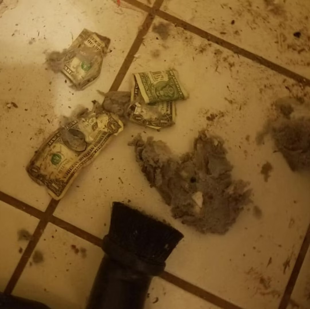 5219b3_8b34fa65242b4b77a81ada8a1f9d73ff~mv2